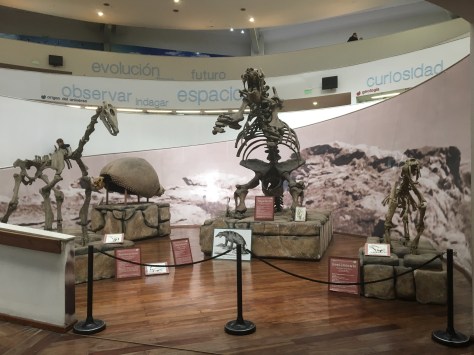 Three skeletons of South American megafauna.