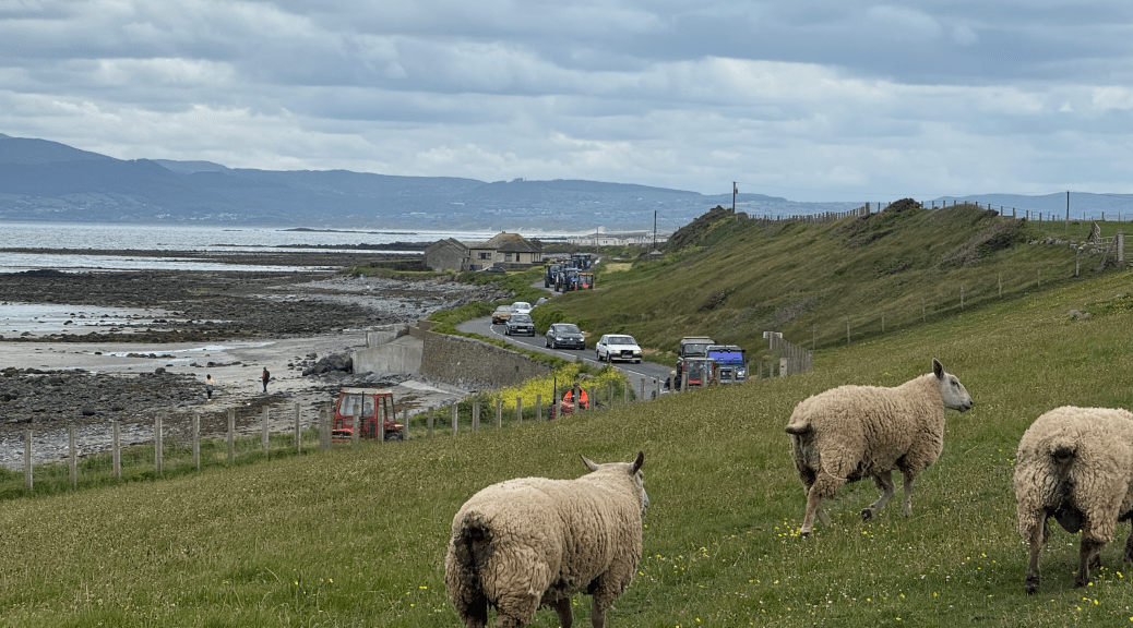 A handful of dirty-arsed sheep look on as some tractors drive in procession down a seaside road.